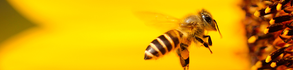 Bee by a yellow flower