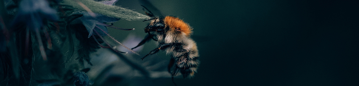 Bee on a green plant