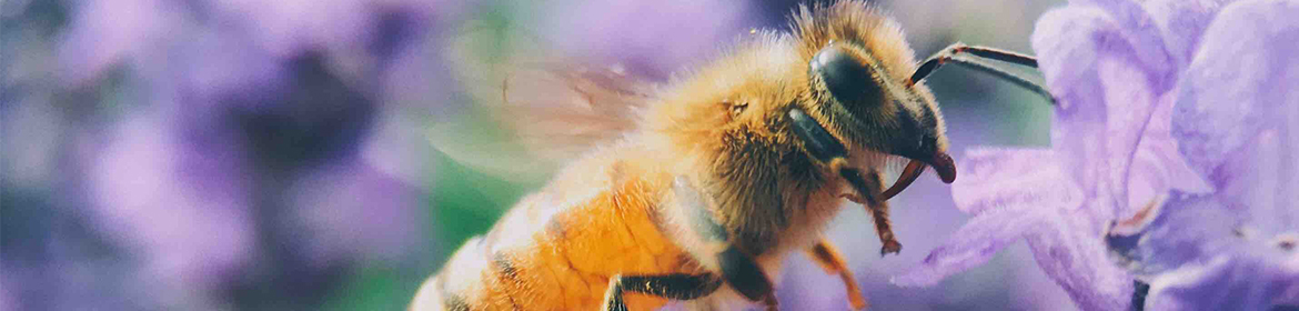 Bee on a purple flower