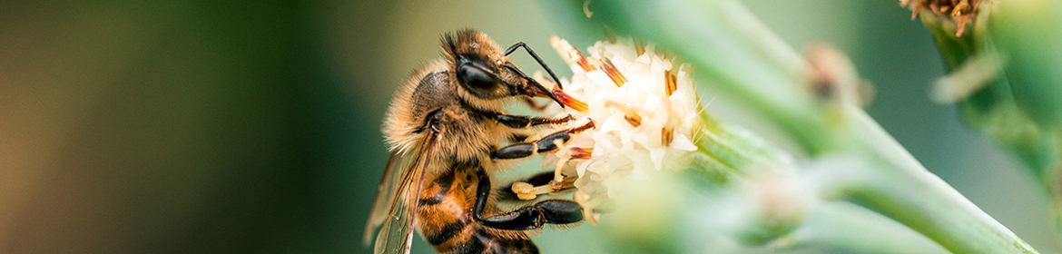 Bee on a white flower