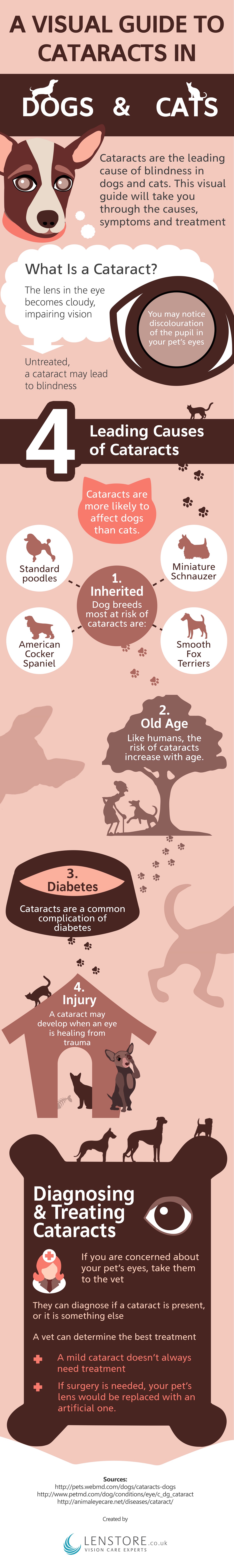 Cataracts in dogs and cats infographic
