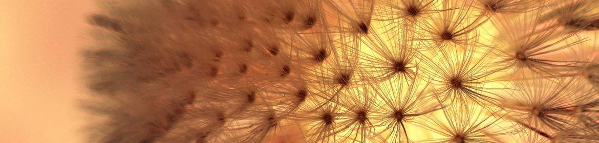 Dandelion close up