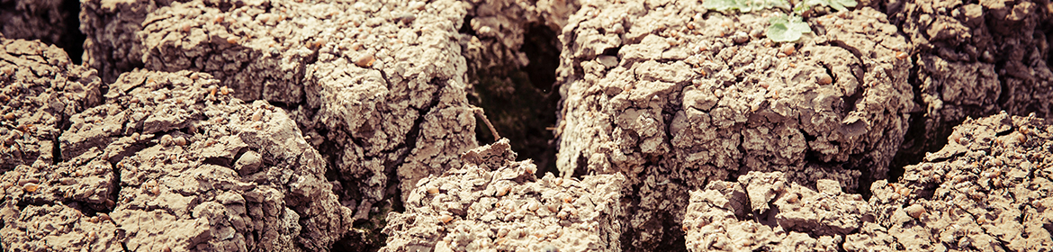 Dry ground