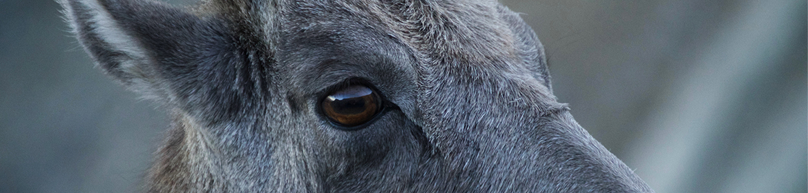 Goat eyes close up