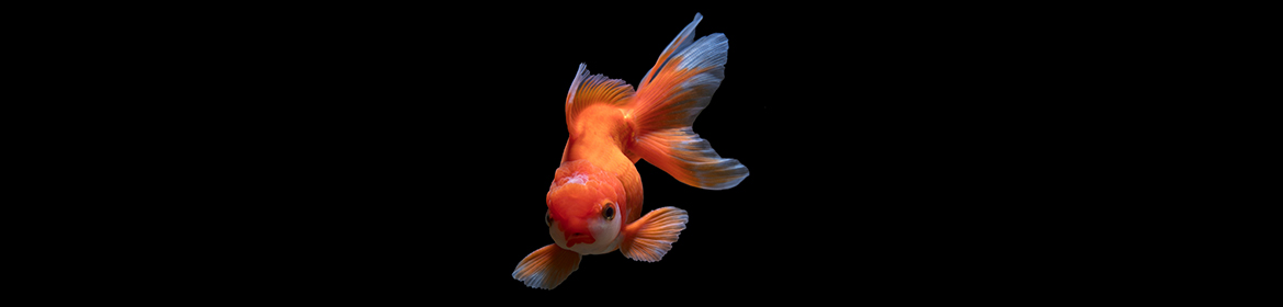 Goldfish