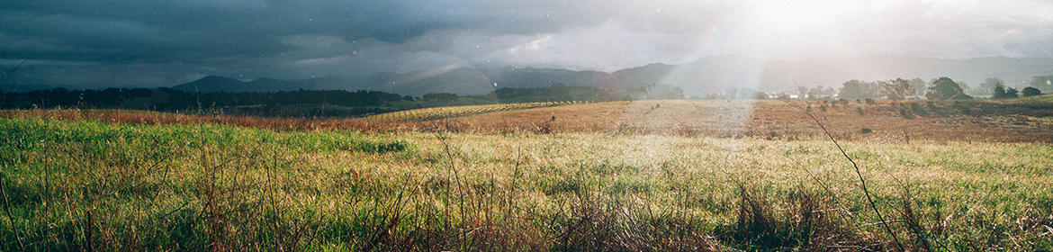 Open field with grass