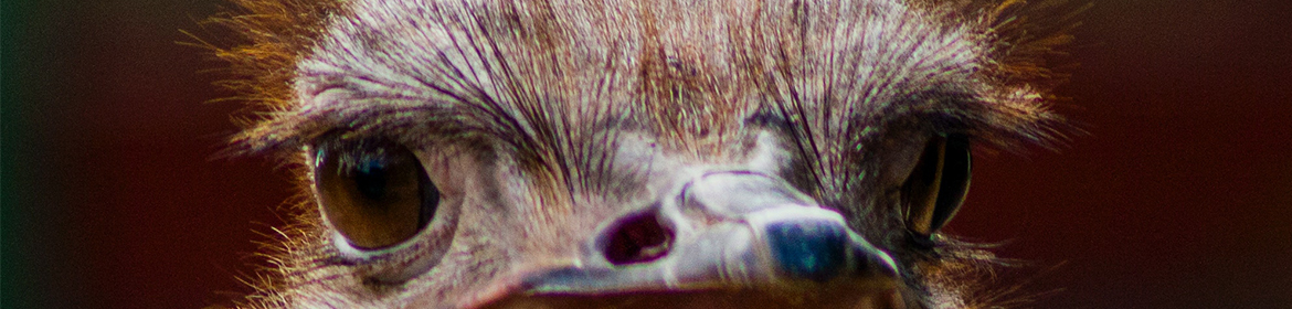Ostrich eyes close up
