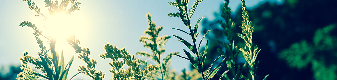 Plants in the sunshine