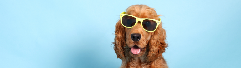 dog wearing sunglasses