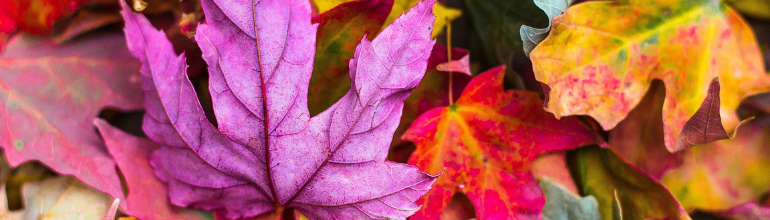 colourful autumn leaves