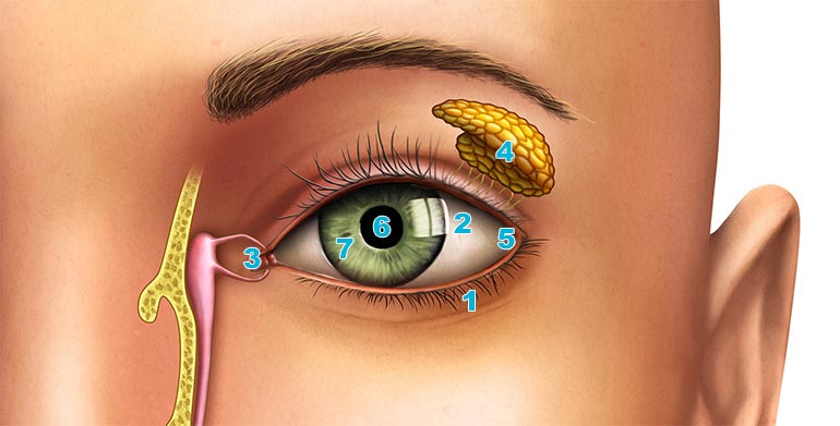 An easy guide to your eye’s anatomy | Lenstore.co.uk