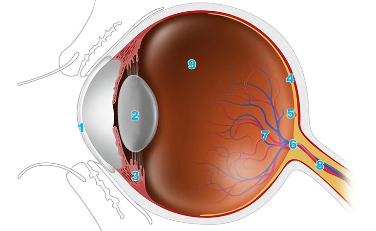 Inside your eye