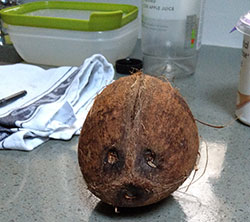 coconut face