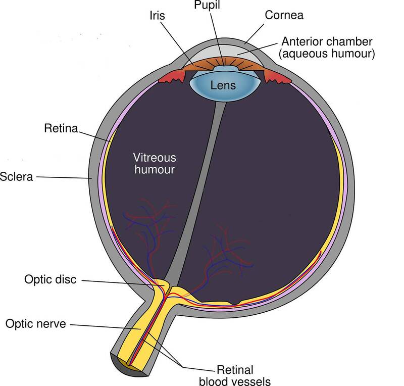 Diagram of the eye and its different parts