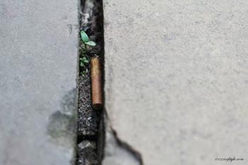 Litter