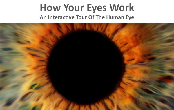 How your eyes work