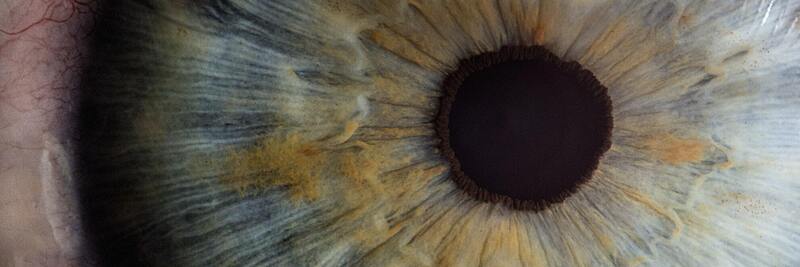 close up of a green iris and pupil