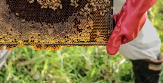 Beekeeper working