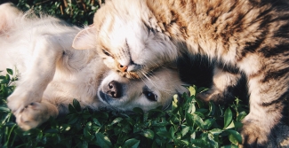 Dog and cat lying in the grass