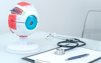 eye anatomy desk model health