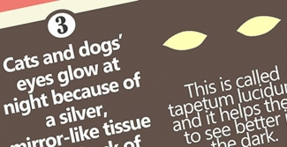 Banner inforgraphic 9 pet eye facts