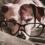 dog sleeping, wearing glasses