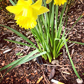 Daffodils Thumbnail