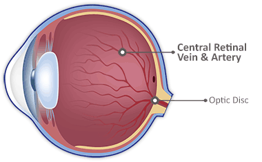 Central Retinal Vein and Artery veins arteries capillaries diagram 