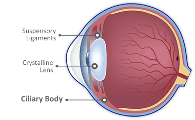 Ciliary Body