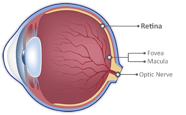 Retina