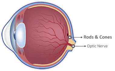 Rods and Cones