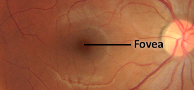 Fovea