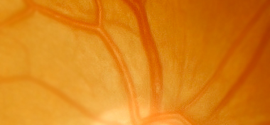 Central Retinal Vein and Artery