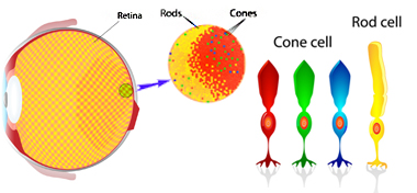 Rods and Cones